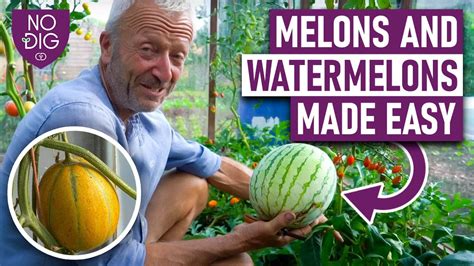 melonatube|Free Melons Tube Porn Videos